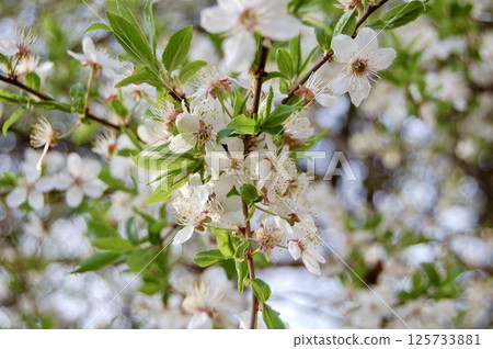 Blossoming Trees in Daylight 125733881