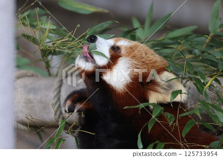 Lesser panda 125733954
