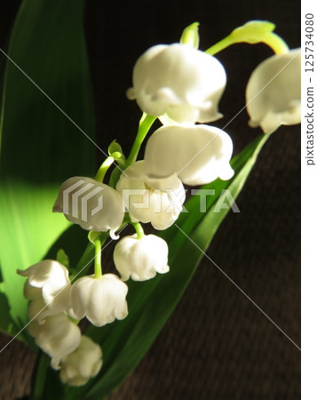 Mysterious Lily of the Valley Mysterious Lily of the Valley 125734080