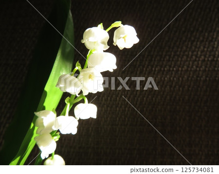 Mysterious Lily of the Valley Mysterious Lily of the Valley 125734081
