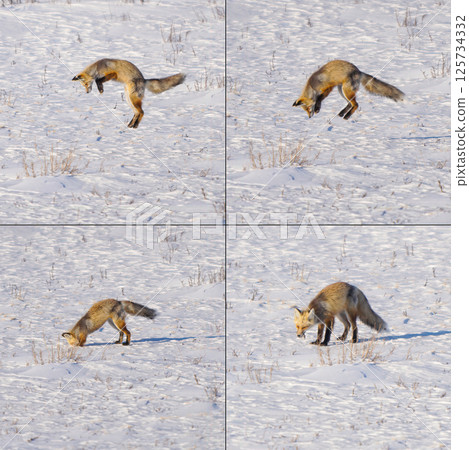 Red fox jumping and diving in the snow to hunt in winter 125734332