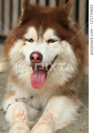 Smart male Alaskan Malamute dog breed Smart male Alaskan Malamute dog breed 125734603