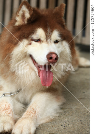 Smart male Alaskan Malamute dog breed Smart male Alaskan Malamute dog breed 125734604