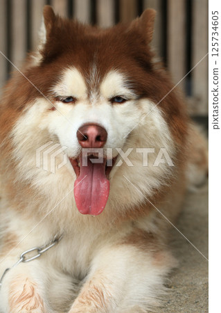 Smart male Alaskan Malamute dog breed Smart male Alaskan Malamute dog breed 125734605