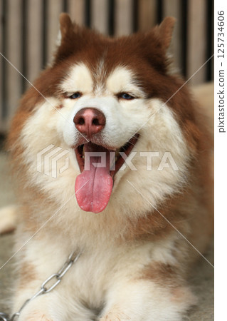Smart male Alaskan Malamute dog breed 125734606