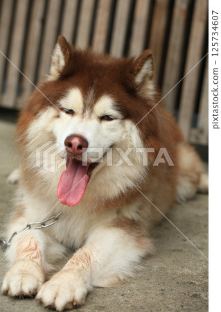 Smart male Alaskan Malamute dog breed Smart male Alaskan Malamute dog breed 125734607