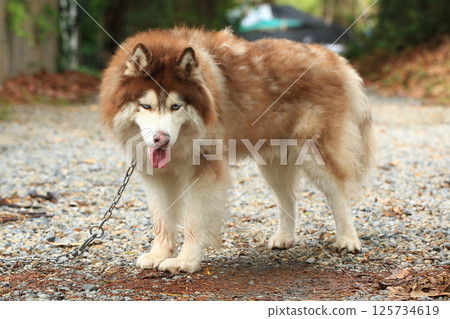 Smart male Alaskan Malamute dog breed Smart male Alaskan Malamute dog breed 125734619