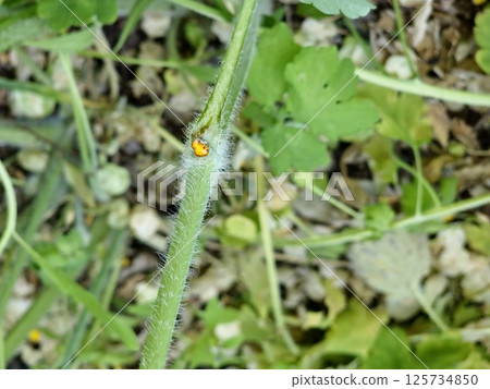 Celandine Juice. The sprouts of the leaves of Greater Celandine, also known as Greater Celandine. Herbal remedy concept Celandine Juice. The sprouts of the leaves of Greater Celandine, also known as Greater Celandine. Herbal remedy concept 125734850