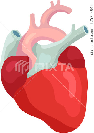 Internal organ responsible for pumping blood throughout the circulatory system, featuring realistic anatomical details of arteries, veins, and ventricles, essential for sustaining life 125734943