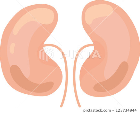 Realistic anatomical illustration of healthy human kidneys, emphasizing their vital role in filtering blood, removing waste, and regulating fluid balance for overall well being 125734944