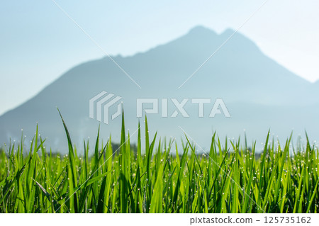 Yufudake and Yufuin morning 125735162