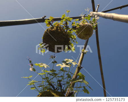 Beautiful flower ball decorations shows  125735173