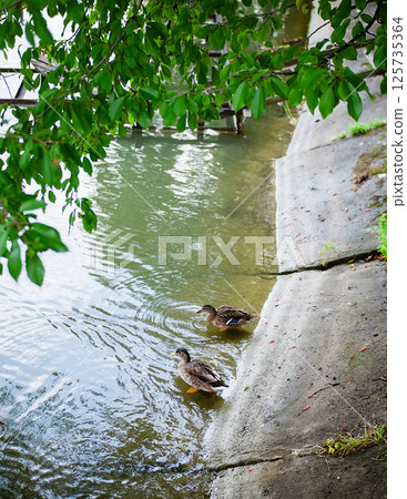 Two wild ducks sitting on the shore of a lake under a tree 125735364