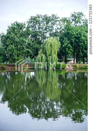 A lone willow tree reflecting in a lake 125735365