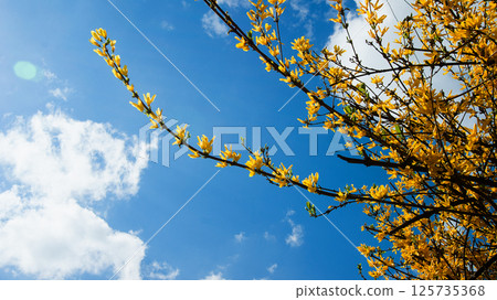 Forsythia koreana, gaenari, Korean goldenbell tree, yellow bloom against the blue sky Forsythia koreana, gaenari, Korean goldenbell tree, yellow bloom against the blue sky 125735368