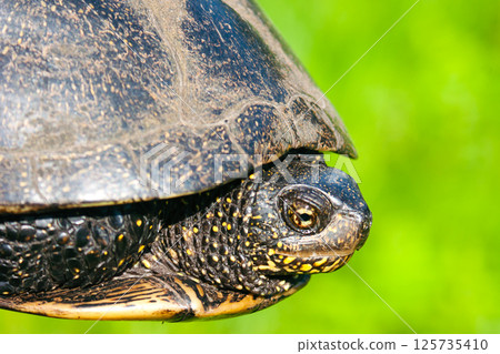 European pond turtle close-up against blurred green background European pond turtle close-up against blurred green background 125735410