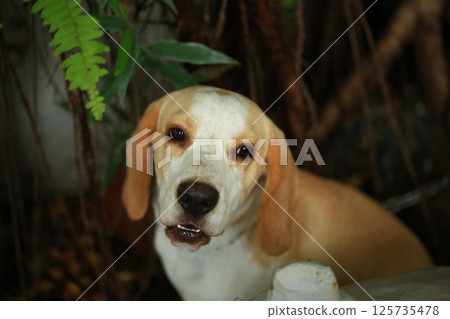 Portrait of a cute beagle dog, young brown beagle. Selective focus. 125735478