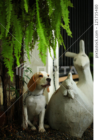 Portrait of a cute beagle dog, young brown beagle. Selective focus. 125735480