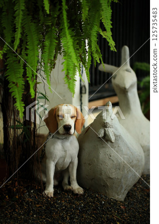 Portrait of a cute beagle dog, young brown beagle. Selective focus. 125735483