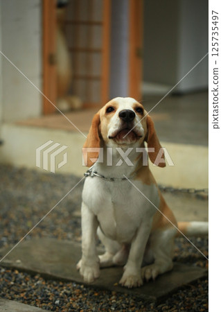 Portrait of a cute beagle dog, young brown beagle. Selective focus. Portrait of a cute beagle dog, young brown beagle. Selective focus. 125735497