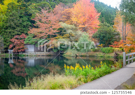 Autumn leaves of Yufuin gold scale lake 125735546