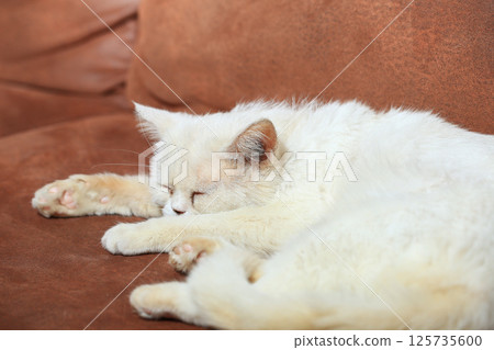 White cat resting on the sofa White cat resting on the sofa 125735600