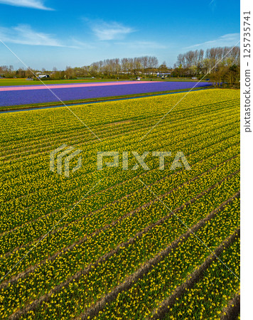 A vibrant aerial view of colorful flower fields in full bloom, with rows of yellow, purple, and pink flowers stretching into the distance under a clear blue sky in the Dutch countryside. 125735741