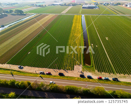 A top-down aerial view of a colorful flower field with neatly arranged rows, a curved rural road, a canal, and a highway with moving cars casting long morning shadows. Peaceful spring scene. A top-down aerial view of a colorful flower field with neatly arranged rows, a curved rural road, a canal, and a highway with moving cars casting long morning shadows. Peaceful spring scene. 125735745