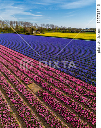 A stunning aerial view of vibrant flower fields in neat rows of pink and purple, set against a backdrop of green grass, trees, and a vivid blue sky with wispy clouds. A stunning aerial view of vibrant flower fields in neat rows of pink and purple, set against a backdrop of green grass, trees, and a vivid blue sky with wispy clouds. 125735746