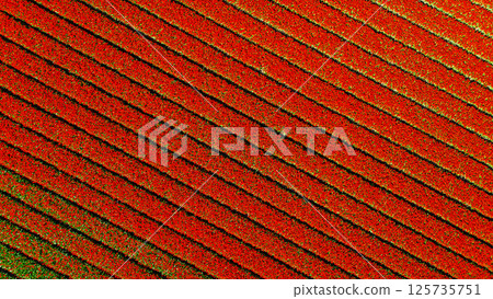 A stunning aerial view of tulip fields in bloom, with perfectly aligned horizontal rows of vibrant red and green creating a captivating striped pattern across the landscape. 125735751