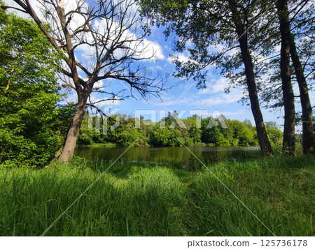 Trees with green leaves, bushes with green leaves and green grass on the river bank and blue sky with white clouds on a sunny spring day. Nature. Natural background 125736178