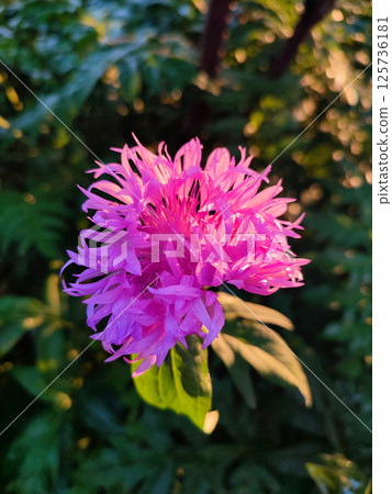 Blooming pink flower cornflower. Blooming cornflower flower with many thin pink petals on stem with green leaves on a sunny summer morning. Flowering plant. Spring summer. Natural Background Blooming pink flower cornflower. Blooming cornflower flower with many thin pink petals on stem with green leaves on a sunny summer morning. Flowering plant. Spring summer. Natural Background 125736181