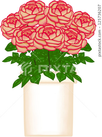 Beautiful blossom kordes jubilee rose in the creamy ceramic pot for decorate home or cafe or flower shop. 125736207