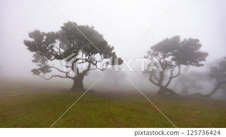 Fanal forest , old mystical trees in Madeira island, Portugal, Unesco Fanal forest , old mystical trees in Madeira island, Portugal, Unesco 125736424
