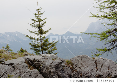 Discovering the serene beauty of the Tyrolean mountains in Kufstein, Austria, where the evergreen trees meet rugged rock formations under a cloudy sky 125736494