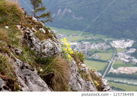 Wildflowers bloom amid rocky terrain overlooking the stunning landscapes of Kufstein in Tyrol, Austria during a serene afternoon 125736499