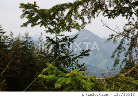 mountains, landscape, forest 125736518