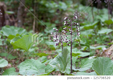 Shooting for tranquility with wild flora in Kufstein's enchanting Tyrol during a peaceful afternoon stroll Shooting for tranquility with wild flora in Kufstein's enchanting Tyrol during a peaceful afternoon stroll 125736520