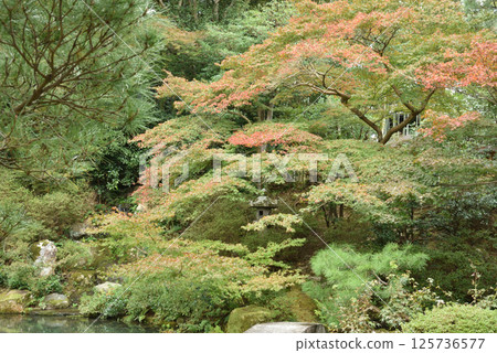 青蓮院:從小宮殿眺望相阿彌的花園,那裡的色彩開始變幻(京都市東山區) 青蓮院:從小宮殿眺望相阿彌的花園,那裡的色彩開始變幻(京都市東山區) 125736577