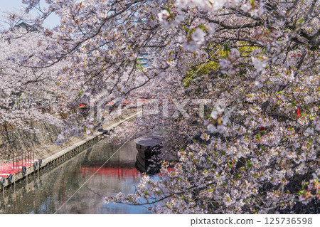 Spring scenery of Ogaki city 125736598