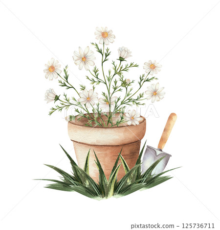 Chamomile in clay pot in grass and garden spade. Homemade flower with white petals and yellow center, bouquet. Hand drawn watercolor, isolated, white background. For decoration, garden. 125736711