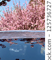 Blooming cherry trees reflection in car roof 125736727