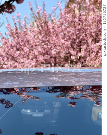 Blooming cherry trees reflection in car roof 125736727