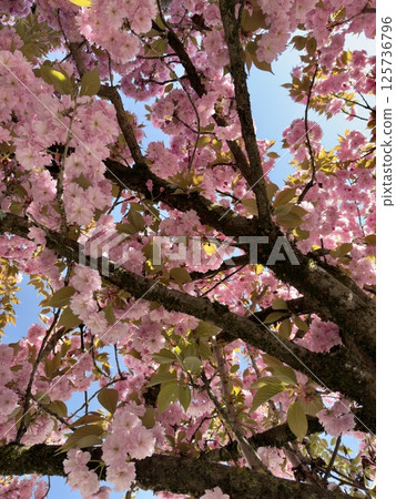 Blooming cherry tree branches against blue sky Blooming cherry tree branches against blue sky 125736796