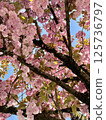 Blooming cherry tree branches against blue sky 125736797