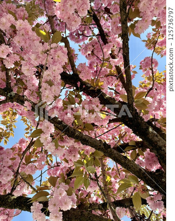 Blooming cherry tree branches against blue sky 125736797