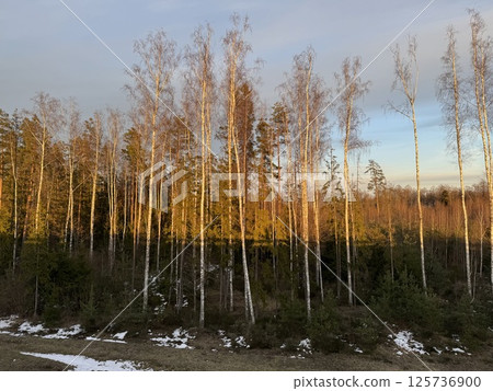 Golden light illuminating birch trees at the forest edge in late winter Golden light illuminating birch trees at the forest edge in late winter 125736900