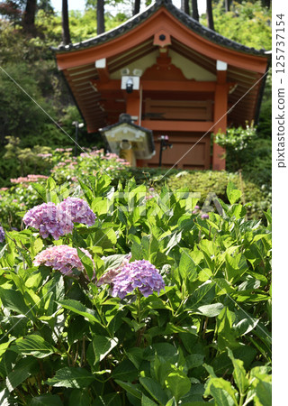Hydrangeas in the Hydrangea Garden at Mimuroto Temple (Uji City, Kyoto Prefecture) 125737154