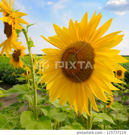 Yellow sunflowers blooming in fiel 125737219