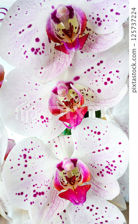 Close-up of blooming orchids with white petals and purple speckles details Close-up of blooming orchids with white petals and purple speckles details 125737224